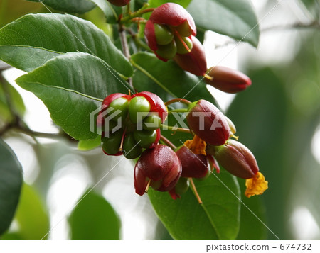 米老鼠樹(黃綠色水果) 米老鼠樹(黃綠色水果) 674732