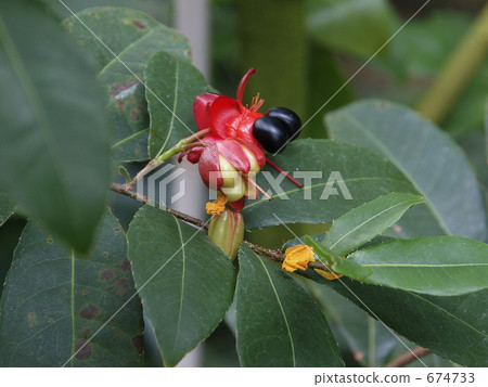 米老鼠樹(黑色水果和種子) 米老鼠樹(黑色水果和種子) 674733