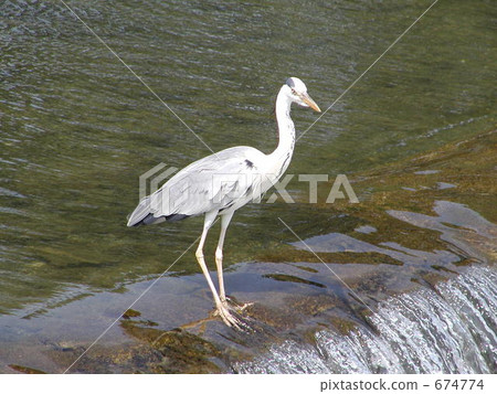 Ao-sashi of the Kamogawa River 674774