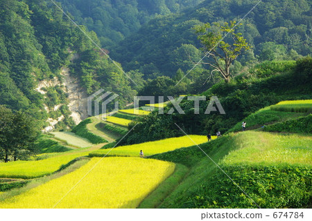 水稻梯田的風景 674784
