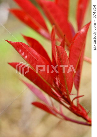 紅色也是新鮮的綠色，紅色羅賓 674854