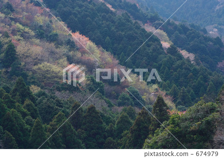 Spring of hybrid forest 674979