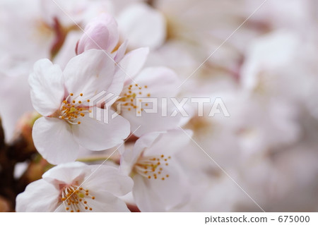 櫻花 櫻花 675000