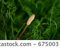 Tsukushi of the field 675003