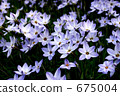 Hananira group 675004