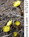 bloom, blossom, blossoms 675107