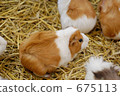 guinea pig, guinea-pig, guineapig 675113