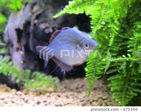 熱帶魚 675304