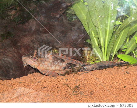 Tropical fish 675305