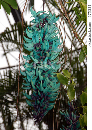 玉汁（玉藤） 675331