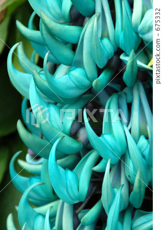 玉汁（玉藤） 675332