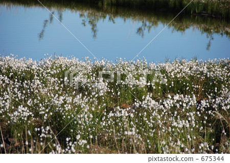 cottongrass, cotton grass, eriophorum vaginatum 675344