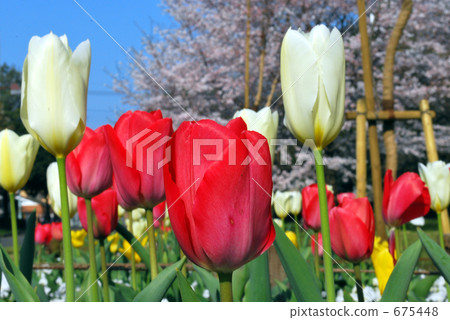 Tulips and cherry blossoms 675448