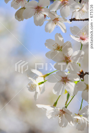 Oshimazakura在淺色b Oshimazakura在淺色b 675516