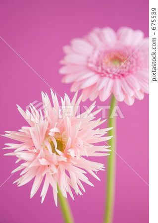Gerbera flowers 675589