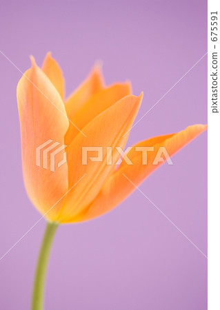 Tulip flower Tulip flower 675591
