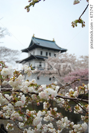 櫻花（松前） 675747