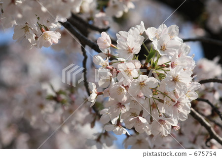 Season of cherry blossoms 675754