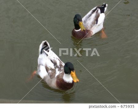 Two mallards 675935