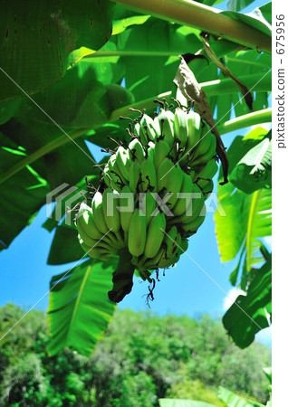 天然香蕉 675956