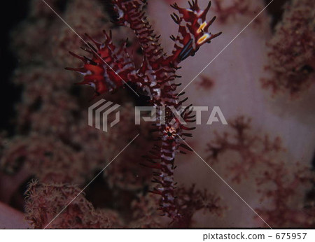 Mistimed as a soft coral Nishiki Fulai Wow 675957