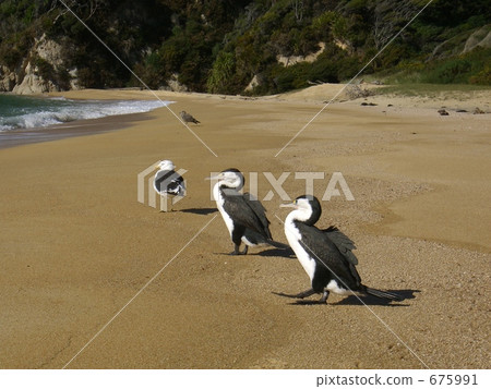 新西蘭的野生鳥類 新西蘭的野生鳥類 675991