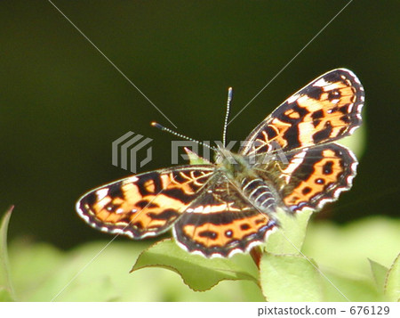 Butterflies of sunlight (Spring type Sakahabuchi-cho) Butterflies of sunlight (Spring type Sakahabuchi-cho) 676129