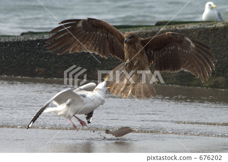 fight, bird of prey, black kite 676202