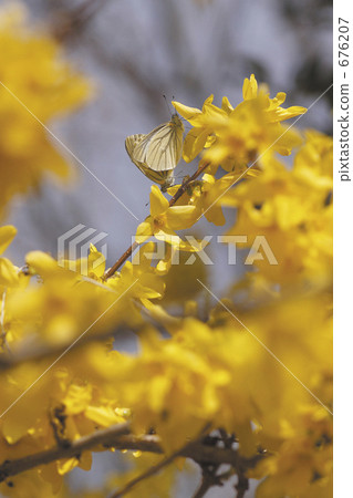 Forsythia and butterflies 676207