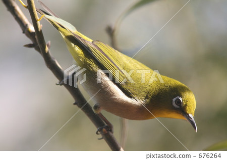 White-eye White-eye 676264