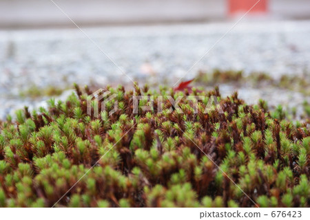 Mori of Mt. Enryakuji 676423