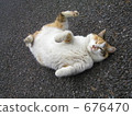 Dancing cat 676470