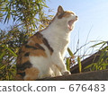 Yawn 676483