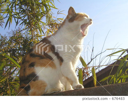 Yawn 676483