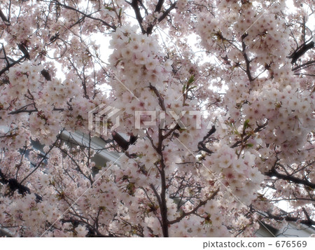 Cherry blossoms in 2009 * 4 Cherry blossoms in 2009 * 4 676569