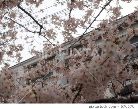 櫻花盛開2009 * 2 櫻花盛開2009 * 2 676570