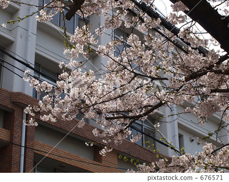 櫻花在2009 * 3 櫻花在2009 * 3 676571