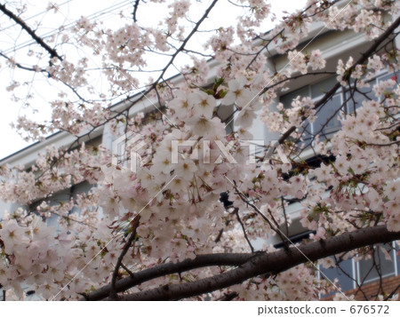 櫻花在2009 * 5 櫻花在2009 * 5 676572