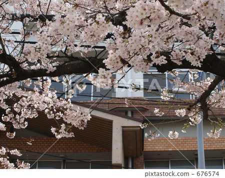 櫻花在2009年* 6 676574