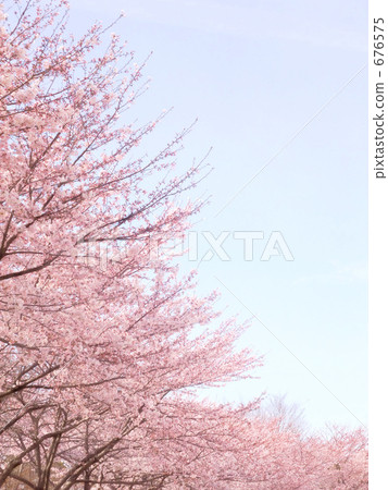櫻花 櫻花 676575