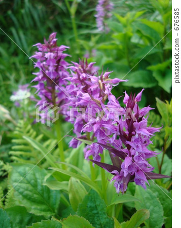 Hachimantai Hakusan Chidori Hachimantai Hakusan Chidori 676585