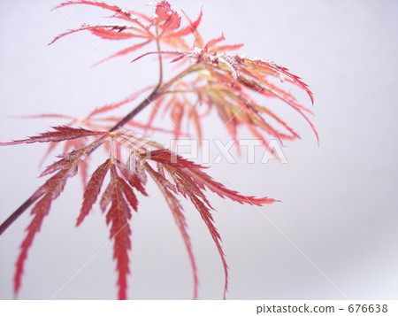 秋天的樹葉 676638