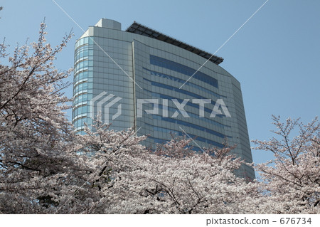 在高崎市政府的吉野櫻花樹 676734