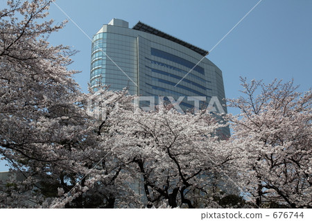 在高崎市政府的吉野櫻花樹 676744