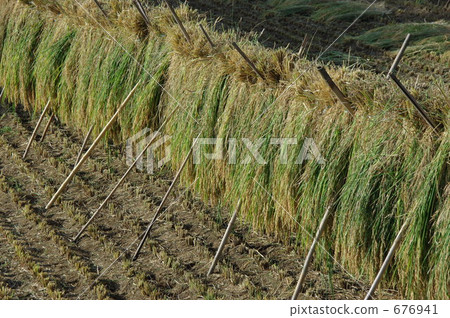 paddy field, rice field, rice harvesting 676941