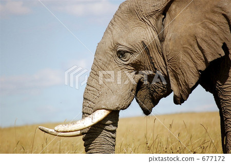 非洲象 動物 長牙 677172