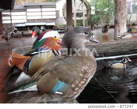 Mandarin duck couple Mandarin duck couple 677247