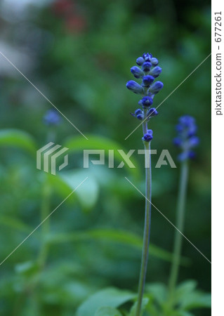 lavander, lavender, bloom 677261