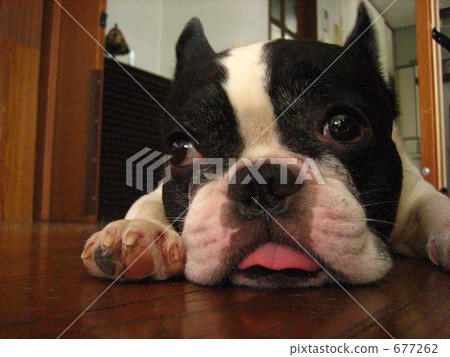 Pet dog bingo 677262