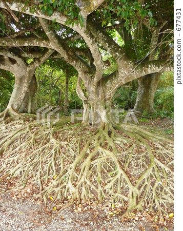 Traditional root 677431